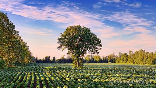 Tree In A Field_12822-3.jpg - Photographed near Eastons Corners, Ontario, Canada.